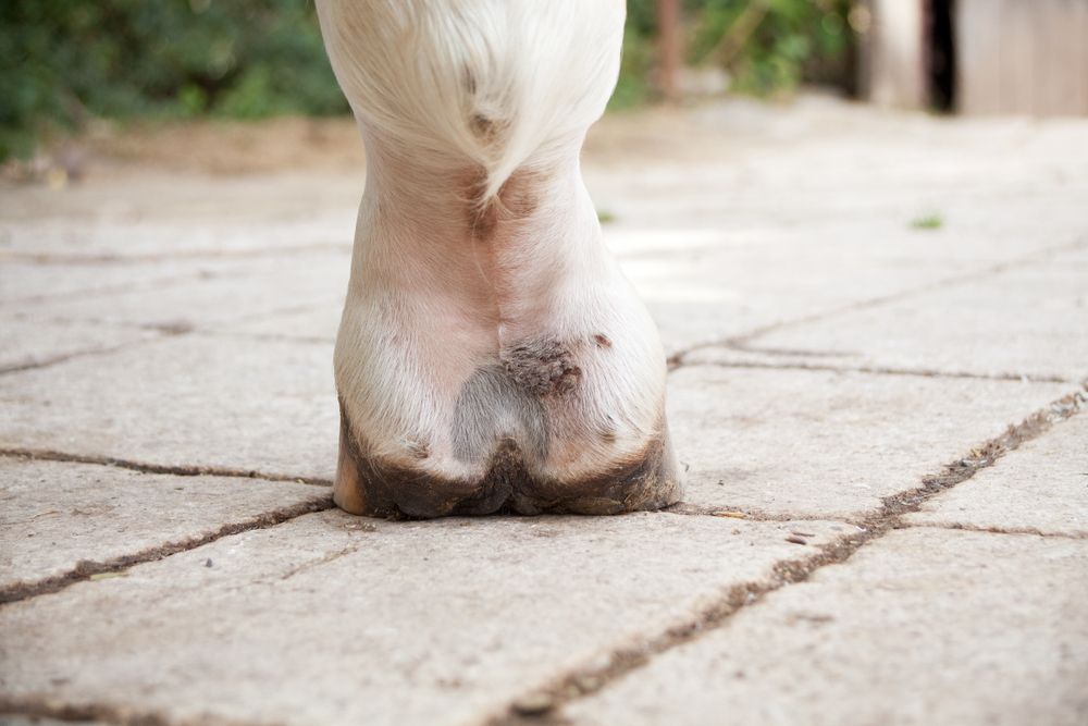 Mauke beim Pferd: Wie löst man das verkrustete Problem?