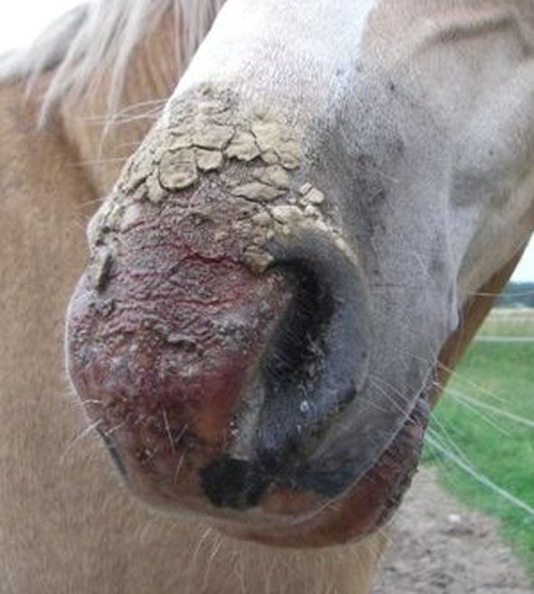 Sonnenbrand beim Pferd - nachhaltig schützen und vorbeugen!