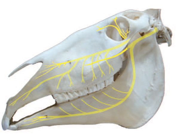 Neue Behandlungsmethode für Headshaker