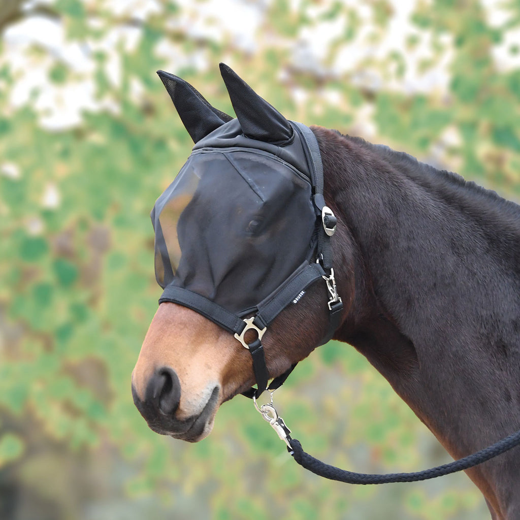 Pferd: Weide
