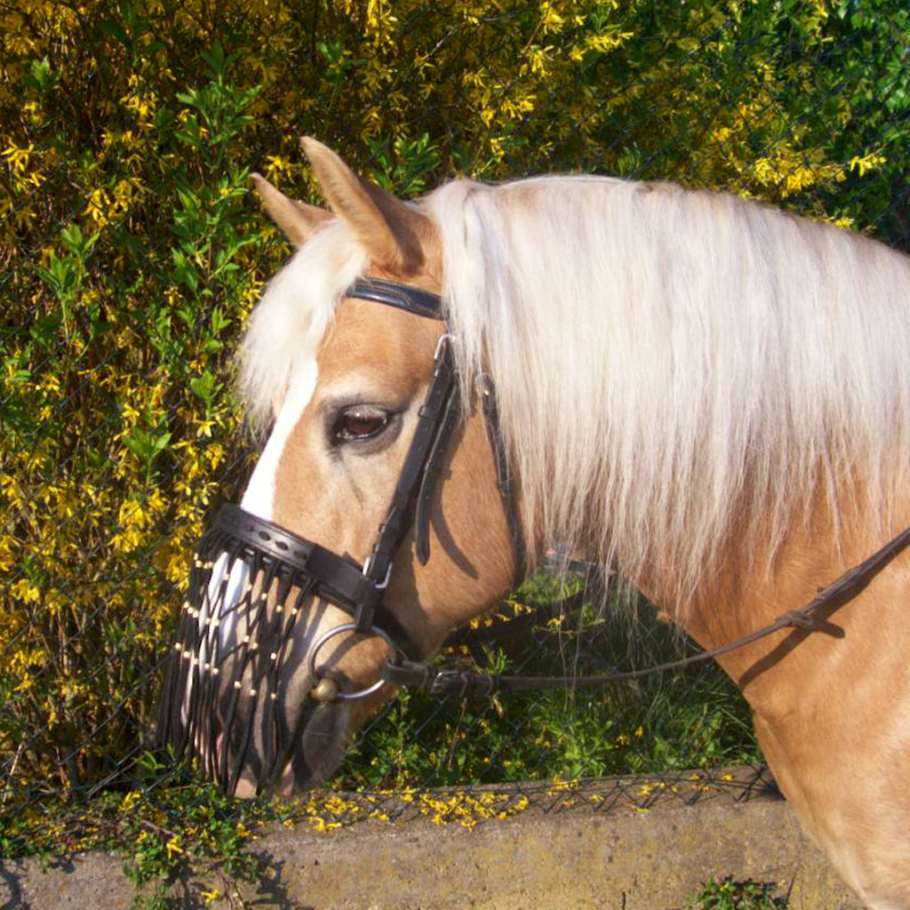 Nüsternfransen Pferd NOSE STRINGS (für Großpony bis Warmblut)