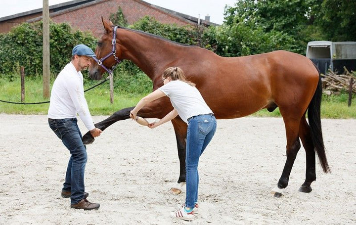 Faszienmassage beim Pferd mit Faszienrolle