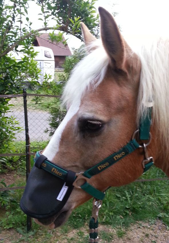 sonnensegel pferde innoHorse Sonnenschutz/Nasennetz NOSE SCREEN für Pferde