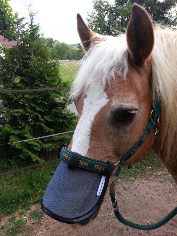 sonnensegel pferd innoHorse Sonnenschutz/Nasennetz NOSE SCREEN für Pferde
